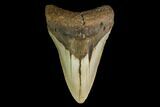 Fossil Megalodon Tooth - North Carolina #146983-1